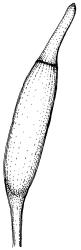 Pseudocrossidium hornschuchianum. B, capsule with operculum. Drawn from B.O. van Zanten 93.08.145, CHR 612363.
 Image: R.D. Seppelt © R.D.Seppelt All rights reserved